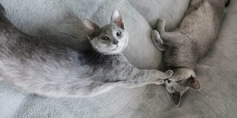 Die beiden Russisch Blau-Katzen Aryah und Meeko sind noch ganz kleine Katzenkinder. Sie liegen beide auf dem Sofa. Aryah hat beide Pfoten ausgestreckt und hält Meeko damit den Mund zu. Dabei grinst sie total frech!