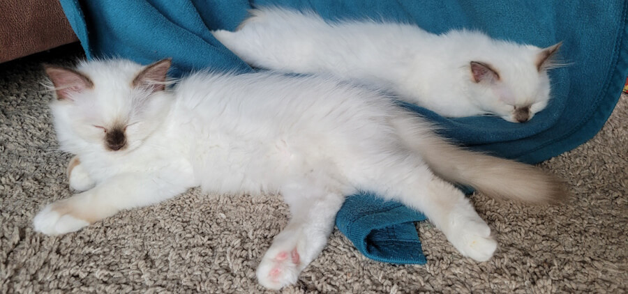 Die beiden erst wenige Monate alten Katzenkinder Maui und Lokelanie liegen auf einem Teppich und einer blauen Kuscheldecke, die Augen geschlossen