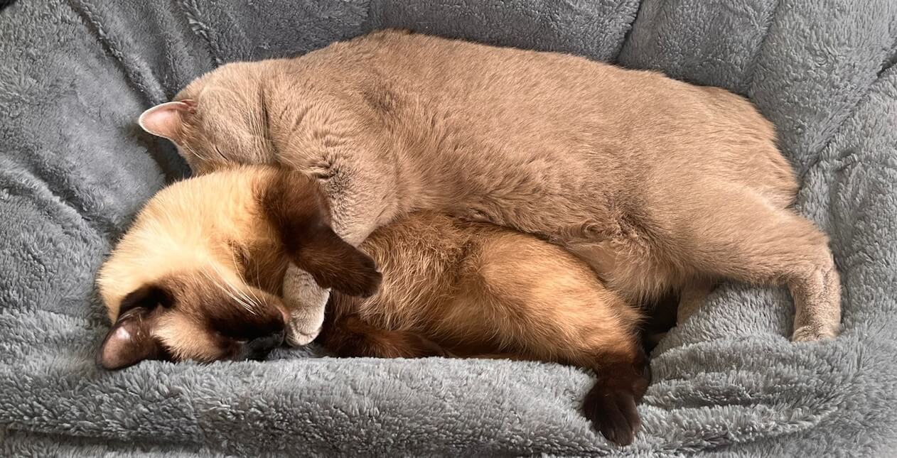 Die zwei noch ganz kleinen Katzen PomPom und Roxxy liegen zusammengekuschelt und schnorcheln
