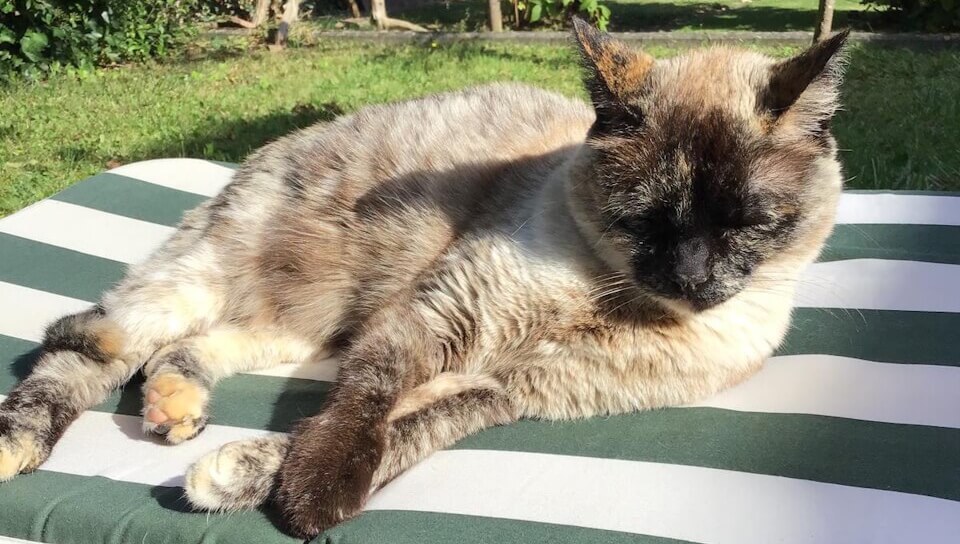In einem sonnenbeschienenen Garten hat es sich die Katze auf einer Sofaliege mit Polster bequem gemacht