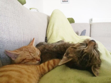 Milly und Mo, zwei circa vier Monate alte Katzenkinder liegen auf der Decke, unter der der Katzensitter auf dem Sofa liegt. Die rot-orange getigerte Milly liegt vorne links, der schwarz-grau getigert Mo liegt eher mittig auf dem Rücken. Beide haben die Augen geschlossen und schnorcheln.