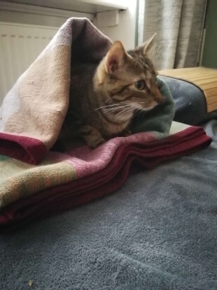 Leia sitzt auf einer Kuscheldecke. Ein Teil der Decke bildet ein kleines Dach über ihrem Kopf. Sie sieht entspannt und ziemlich süß aus!