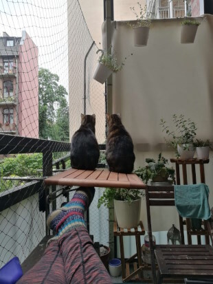 Arya und Leia sitzen nebeneinander auf einem Tischchen auf dem Balkon. Beide wenden der Kamera den Rücken zu. Der Balkon ist mit einem Netz für die Katzen geschützt. Im Hintergrund stehen Pflanzenkübel. Im Vordergrund sind die Beine des Katzensitters zu sehen, er trägt eine Leggins und bunte Wollsocken.