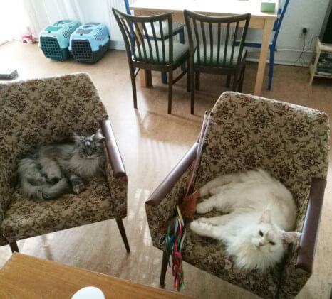 Die zwei großen Maine Coon-Katzen Billy (weiß) und Tonks (grau) sitzen auf Sesseln im Wohnzimmer und schauen nach oben in die Kamera. Sie machen einen sehr gediegenen und ausgelasteten Eindruck. Scheinbar hat der Katzensitter bis eben mit Ihnen gespielt, neben Billy liegen zwei Federwedel.