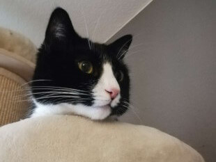 Paul, ein großer schwarz-weißer Europäisch Kurzhaar-Kater liegt auf der mittleren Ebene seines Kratzbaums. Zu sehen ist nur der Kopf, er schaut seitlich gedankenversunken an der Kamera vorbei.