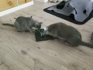 Die zwei jungen Russisch Blau-Katzen Aryah und Meeko holen sich ihre Lekkerlies mit den Pfoten aus dem Futter-Spielzeug.