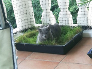 Aryah liegt auf dem Balkon in ihrer kleinen Katzengras-Kiste. Sie hat die Augen geschlossen und macht ein kleines Nickerchen.