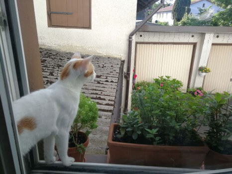 Obi, das kleine weiße Katerkind mit roten Punkten steht im Fensterrahmen und schaut hinaus in den Hinterhof. Neben ihm stehen auf dem Fensterbrett drei Topfpflanzen.