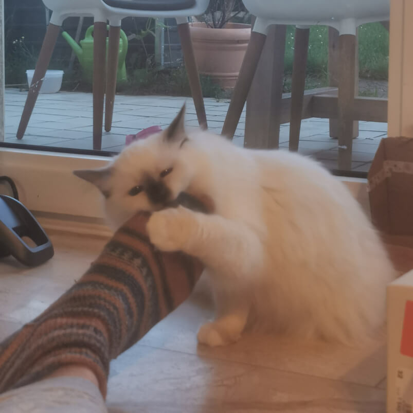 Ein kleines Katzenkind beißt in des Katzensitters bewollsockten Fuß und hält ihn mit einer Pfote fest