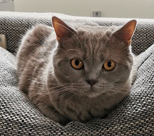 Pompom, eine schöne graue Katze thront auf einem Sofakissen und schaut in die Kamera 