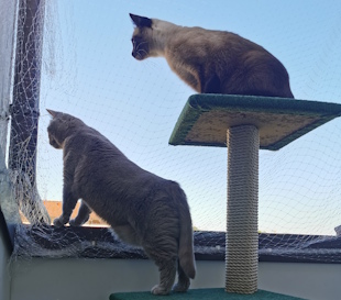 Pompom und Roxxy sitzen auf ihrem Ausguck auf dem Balkon und schauen nach draußen