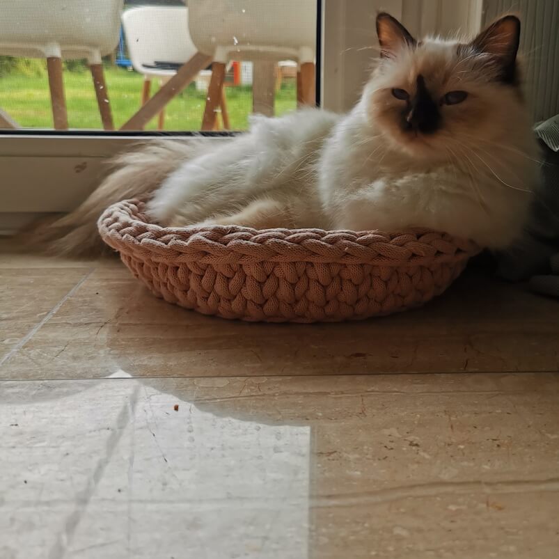 Ein kleines Katzenkind sitzt in seinem Körbchen und sieht dabei sehr ernst und seriös aus