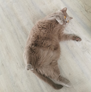 Pompom liegt auf dem Boden, die Pfoten zeigen nach rechts, der Bauch sieht sehr flauschig aus