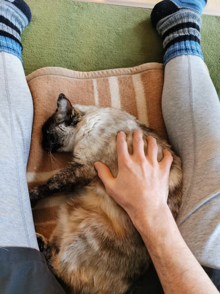 Rhea liegt eingekuschelt zwischen den Beinen des Katzensitters auf einer Decke. Die Hand des Katzensitters ruht auf ihr