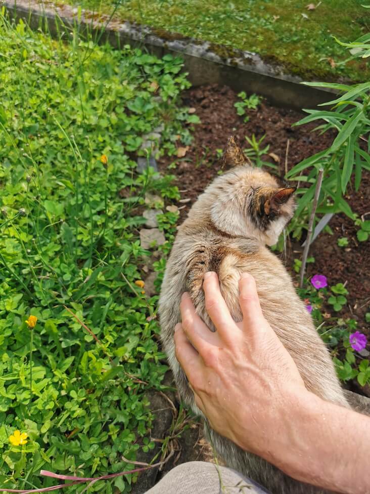 Rhea ist draußen unterwegs und schnuppert in Richtung eines Beets, während der Katzensitter ihr den Rücken streichelt