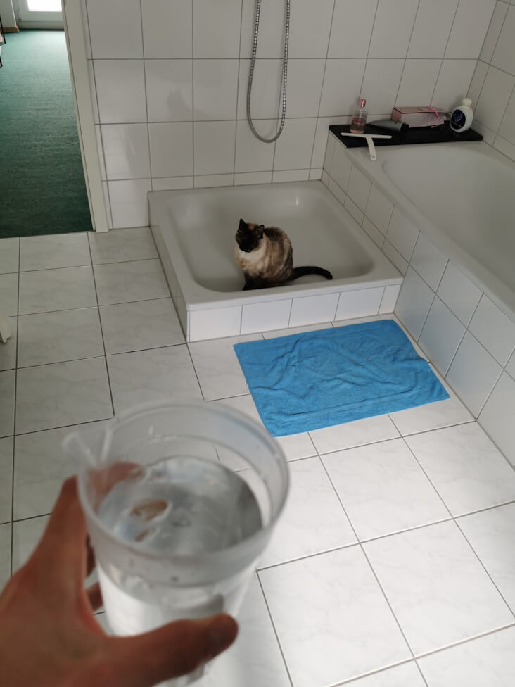 Rhea sitzt in der Duschkabine oben rechts im Bild, unten links im Bild ist die Hand des Katzensitters zu sehen, die einen mit Wasser gefüllten Messbecher hält