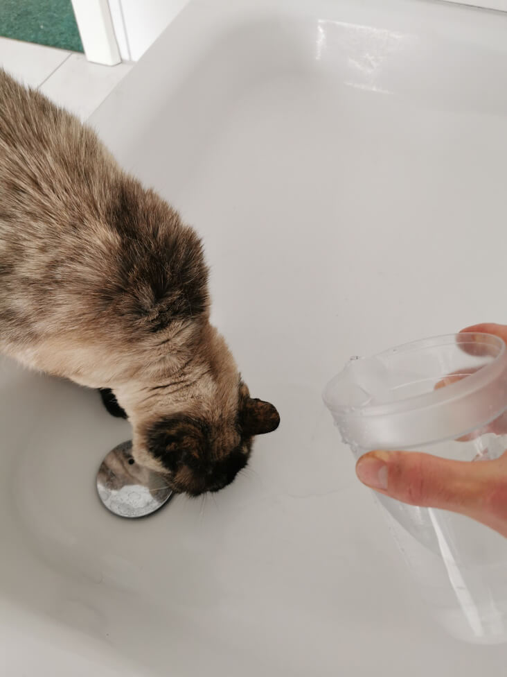 Nahaufnahme des Bodens der Duschkabine. Links schlabbert Rhea das Wasser, welches rechts vom Katzensitter aus dem Messbecher herausgegossen wird