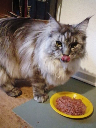 Tonks, der große Maine Coon-Kater steht auf allen vier Pfoten und schaut in die Kamera. Vor ihm steht ein gefüllter Futternapf. Tonks schleckt sich gerade genüsslich mit der Zunge über den Mund.