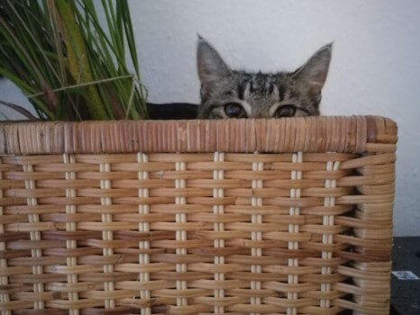 Die kleine Katze Zucchini schaut aus einer geflochtenen Kiste heraus, man sieht nur die Augen und die spitzen Öhrchen. Ebenfalls in der Kiste, links neben ihr, ist eine Pflanze zu sehen. Vor der Kiste steht, nur halb im Bildausschnitt zu sehen, ein kleiner Topf mit Erde darin.