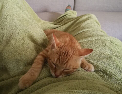 Milly, ein getigertes kleines Katzenkind liegt auf einer grünen Wolldecke, unter der der Katzensitter auf dem Sofa liegt. Sie liegt auf dem Bauch, die Augen sind nur einen Spaltbreit offen, sie ist gerade dabei, einzuschlafen…